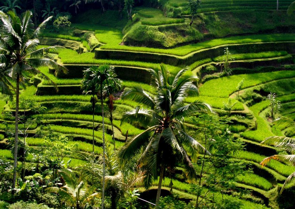 Puri Dalem Cottages Ubud Exteriör bild