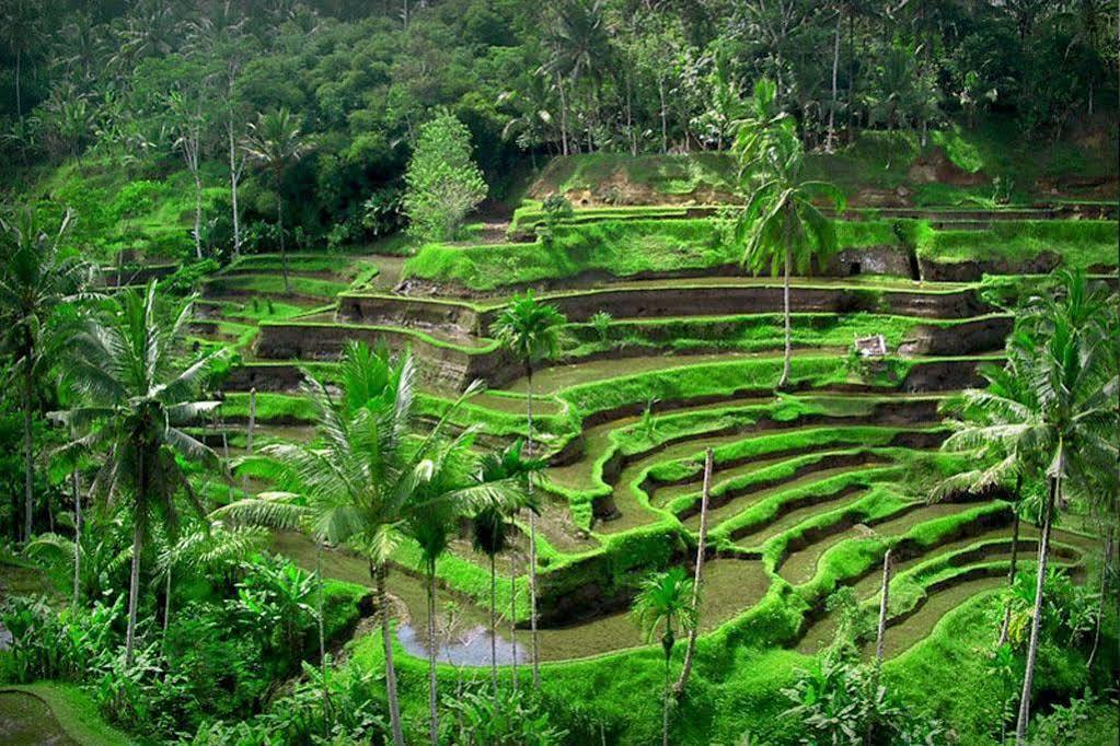 Puri Dalem Cottages Ubud Exteriör bild
